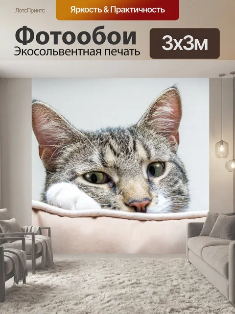 Фотообои Кот