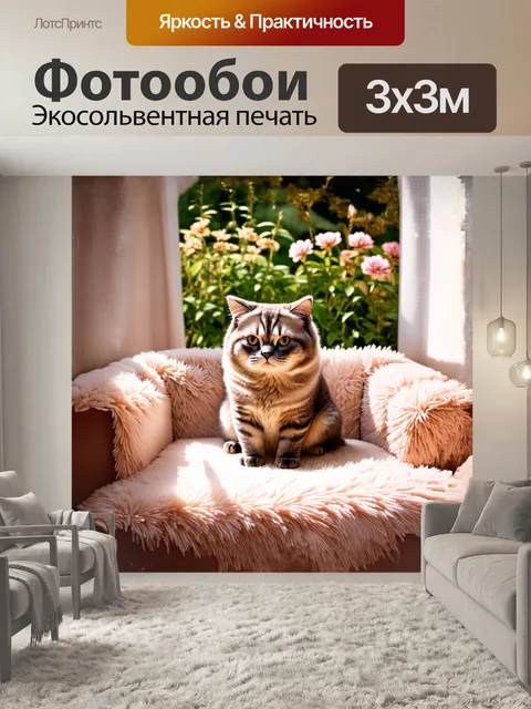 Фотообои шотландская вислоухая кошка
