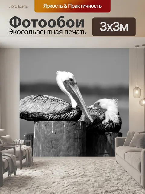 Фотообои Пеликаны отдыхают