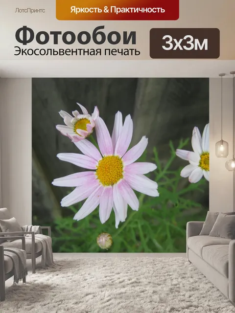 Фотообои Ромашки