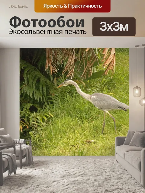 Фотообои серая цапля птица в парке