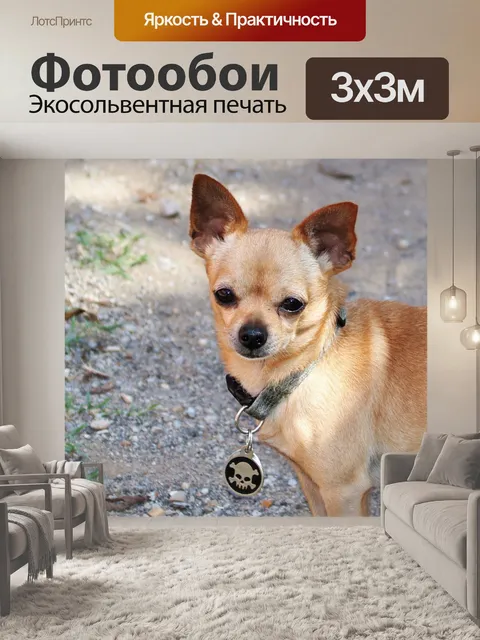 Фотообои Коричневая собака чихуахуа крупным плано
