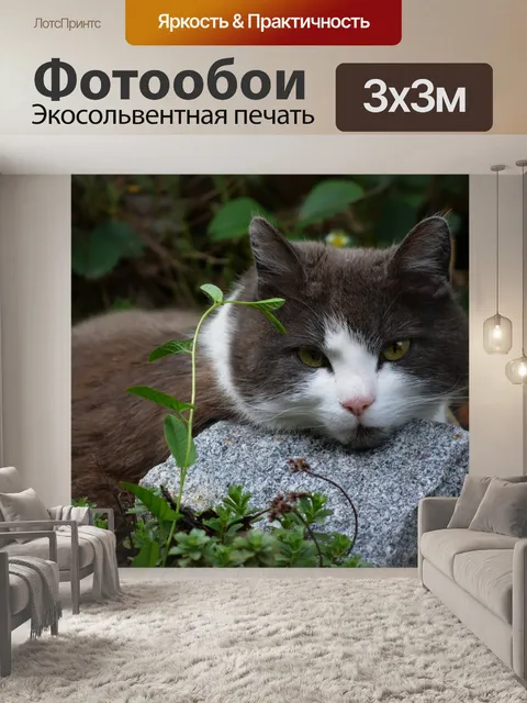 Фотообои Кот