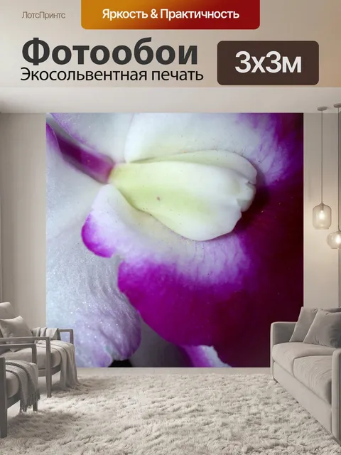 Фотообои Фото цветка орхидеи