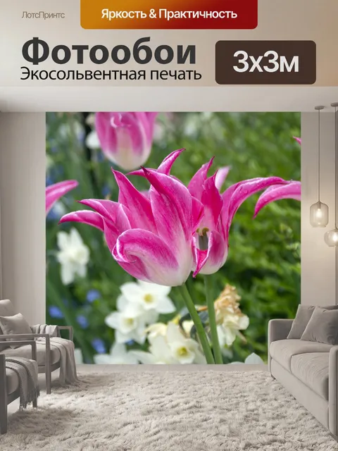 Фотообои Розовые тюльпаны