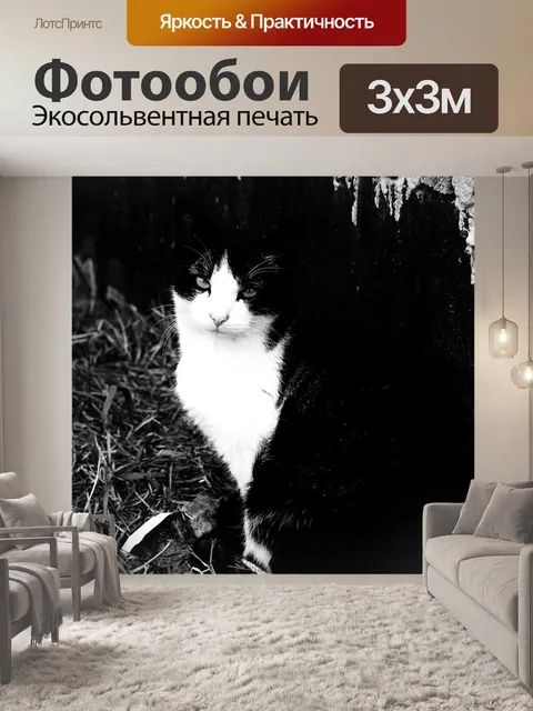 Фотообои Кот