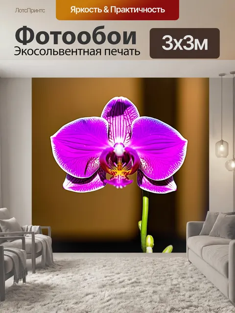 Фотообои орхидея, расцветающая на фоне музыки