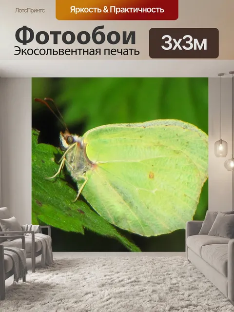 Фотообои Бабочки на листе