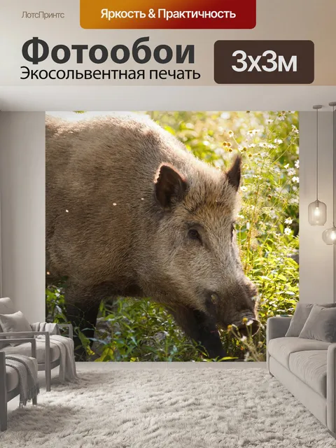 Фотообои кабан