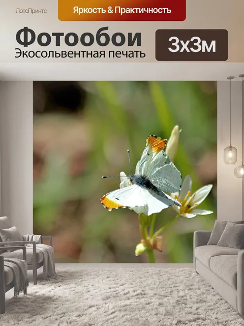 Фотообои Оранжевый Совет Бабочка на Уайлдфлауэр
