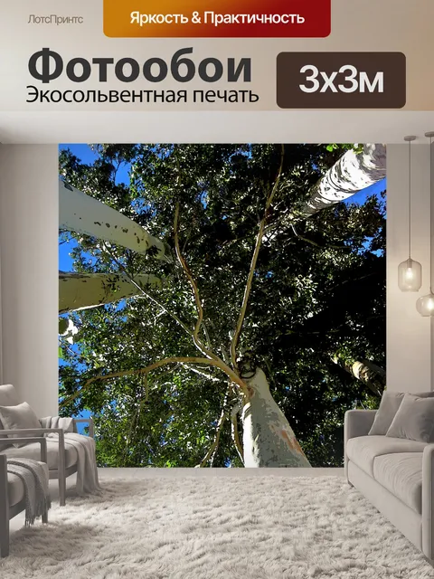 Фотообои вверх в вершинах деревьев Bluegum