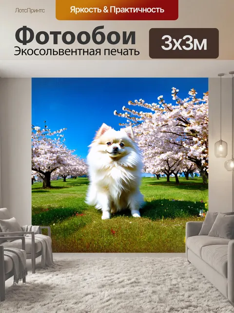 Фотообои на фоне цветущих вишен стоит белый померанский шпиц, его мохнатая голова поднята к небу