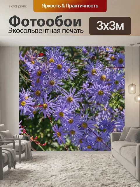 Фотообои Астра