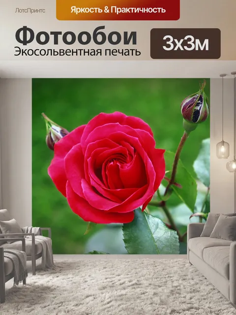 Фотообои Красная роза