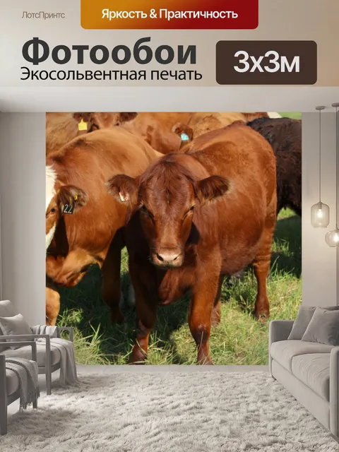 Фотообои Стадо коров пастбища