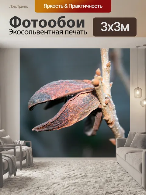 Фотообои пекан орех оболочки корпуса