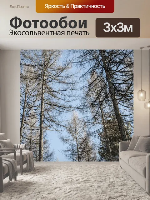 Фотообои Еловый лес