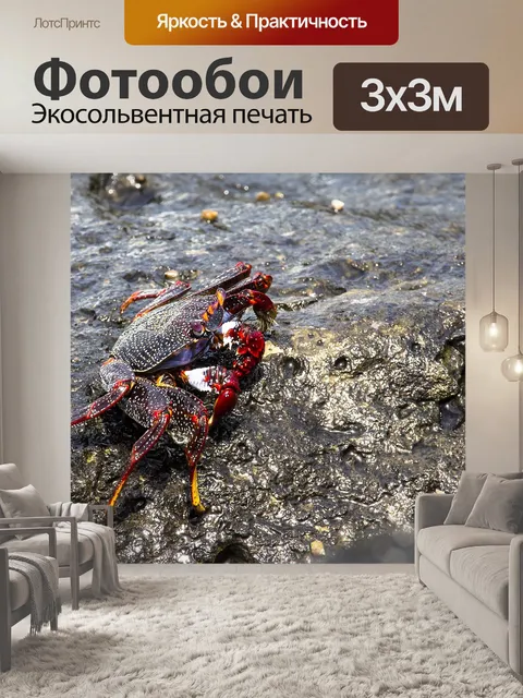 Фотообои Красный краб скалы