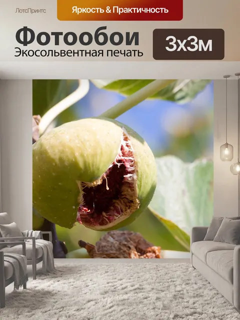 Фотообои Рис