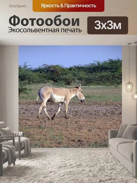 Фотообои Индийский дикий осел