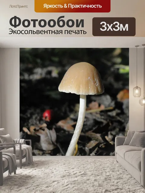 Фотообои Гриб