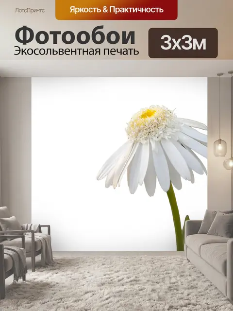 Фотообои Дэйзи цветок белый фон