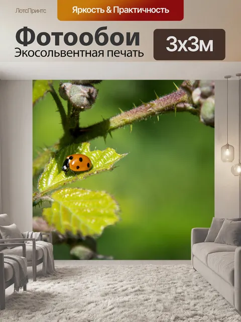 Фотообои божья коровка, кокчинеллида