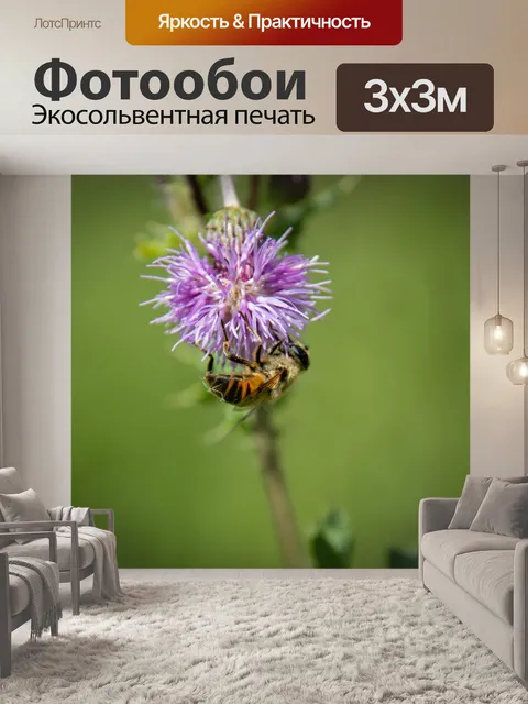 Фотообои Медоносная пчела, чертополох, насекомое