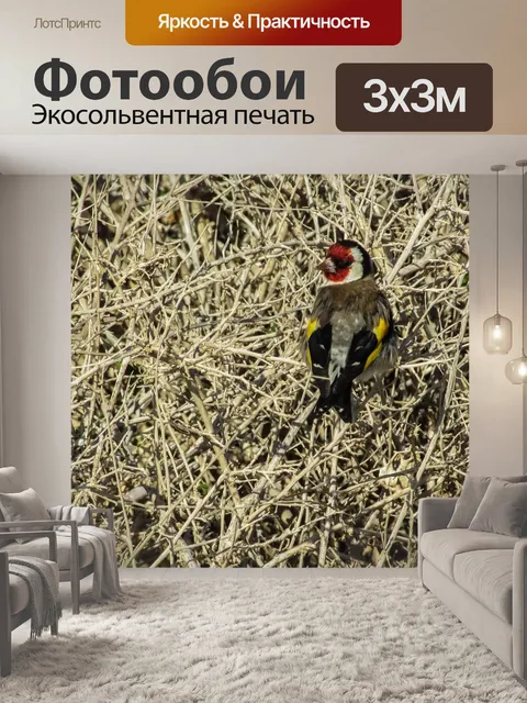Фотообои Щегол