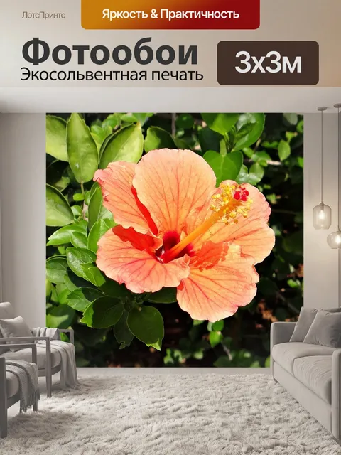 Фотообои Гибискус