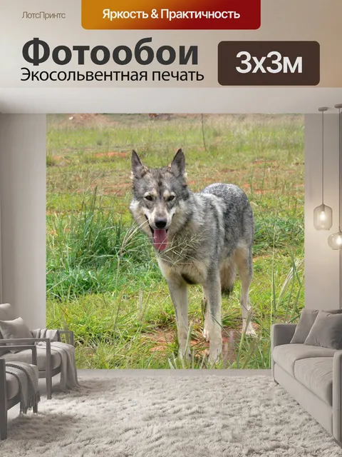 Фотообои Серый волк голову