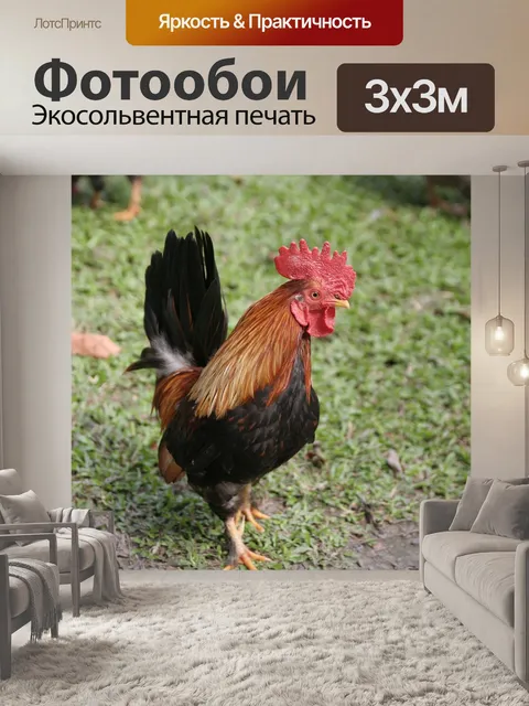 Фотообои Петух