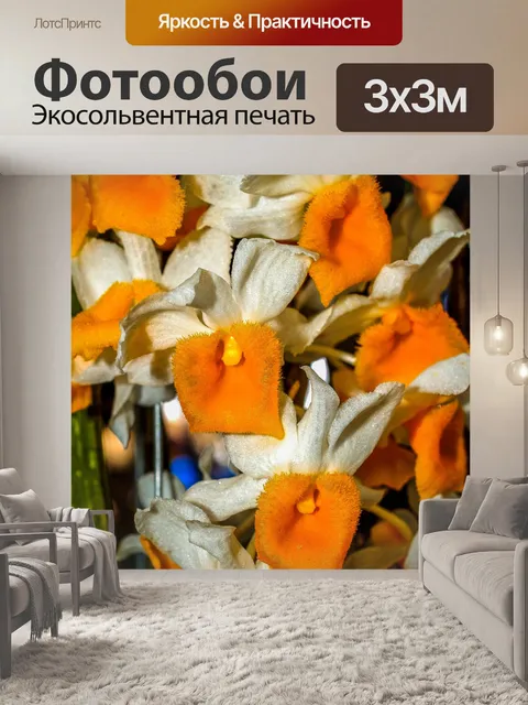 Фотообои Цветок орхидеи