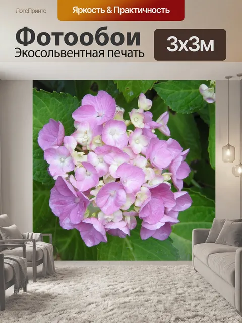 Фотообои Гортензия