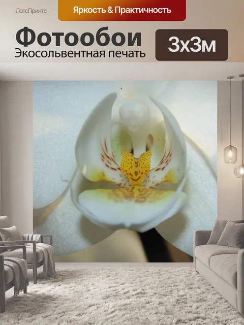 Фотообои Орхидея