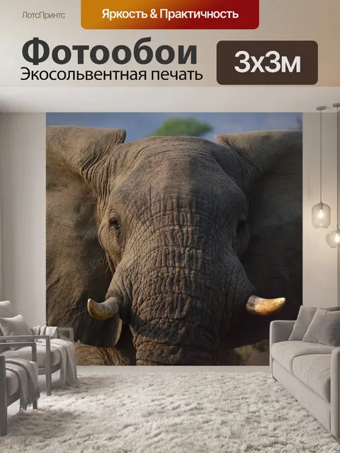 Фотообои Слон