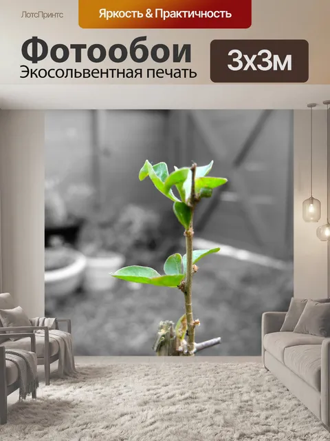 Фотообои Завод ягод годжи на заднем дворе