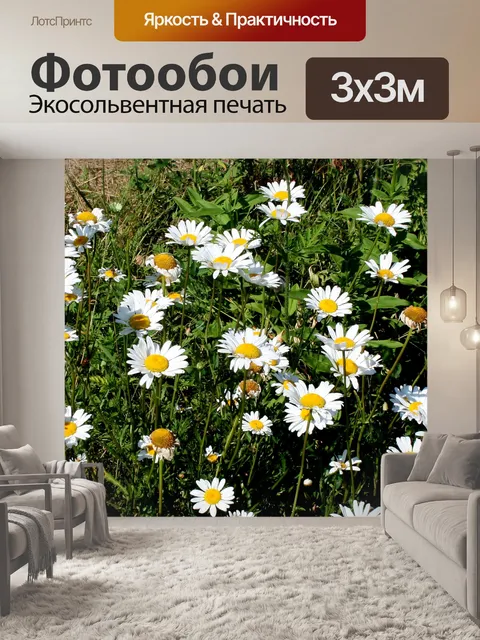 Фотообои Ромашки