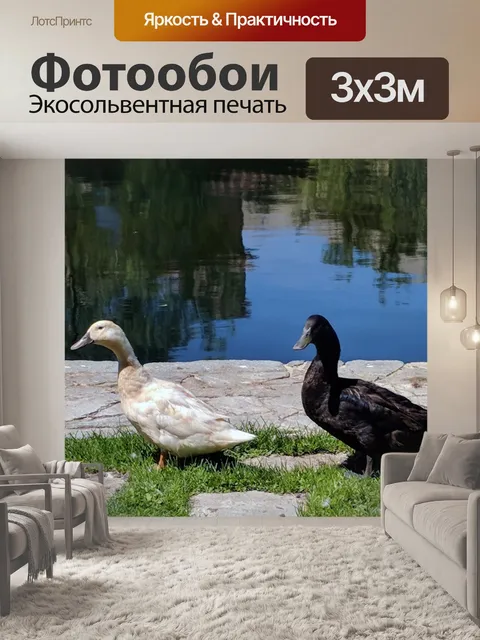 Фотообои Черные и белые утки