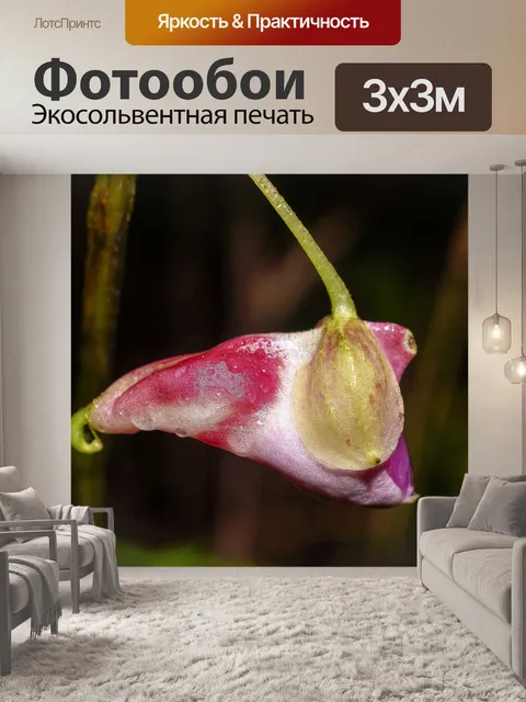 Фотообои Цветок попугая Чианг Дао, Чианг Май