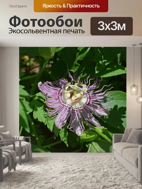 Фотообои Страсть цветок с бутоном