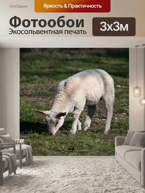 Фотообои Ягненок, овца, млекопитающее