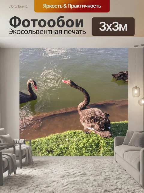 Фотообои Черные лебеди