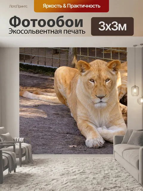 Фотообои Кот