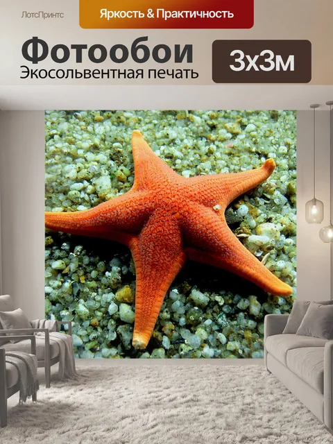 Фотообои морская звезда
