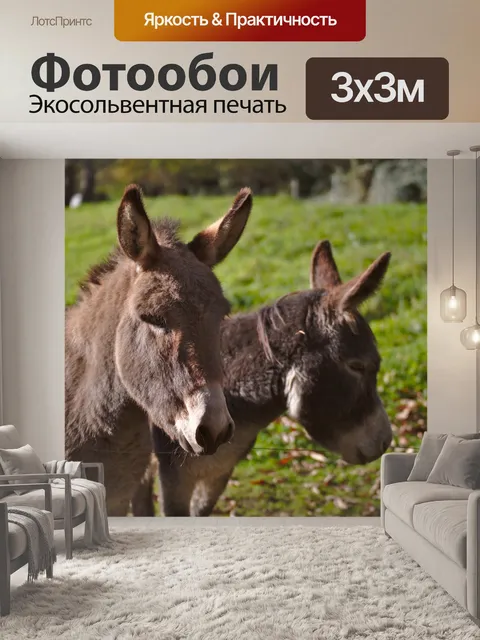 Фотообои Пара маленьких ослов