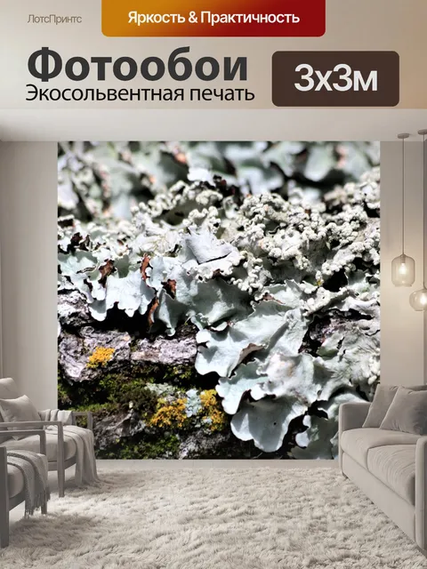 Фотообои Серебряный лишайник и мох крупным планом