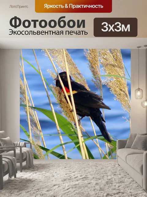 Фотообои Красный Крылатый Blackbird