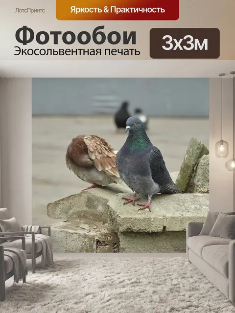 Фотообои Голубь
