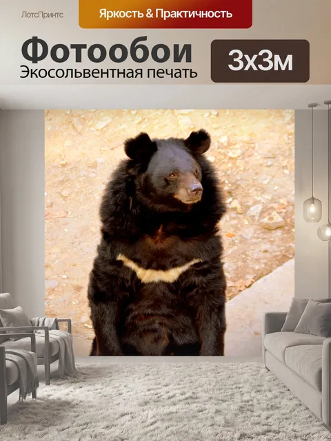 Фотообои Бурый медведь